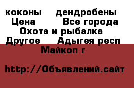 коконы    дендробены › Цена ­ 25 - Все города Охота и рыбалка » Другое   . Адыгея респ.,Майкоп г.